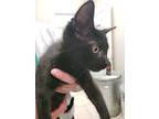 Kitten: Binx, Domestic Shorthair For Adoption In Alpharetta, Georgia