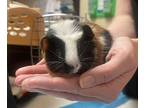 Bogbert, Guinea Pig For Adoption In Oceanside, California