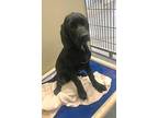 Kizzy 123807, Labrador Retriever For Adoption In Joplin, Missouri