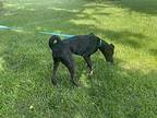 Bolt, Labrador Retriever For Adoption In Bolivar, Missouri