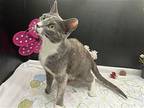 Madeira, Domestic Shorthair For Adoption In Fayetteville, Georgia