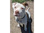 Dennis, American Pit Bull Terrier For Adoption In Golden, Colorado