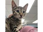 Starry, Domestic Shorthair For Adoption In Washington, District Of Columbia