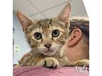 Stella, Domestic Shorthair For Adoption In Washington, District Of Columbia
