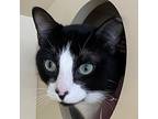 Commodore, Domestic Shorthair For Adoption In Silverdale, Washington