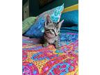 Sheldon **avaible For Pre-adoption After 6/10/24**, Domestic Shorthair For