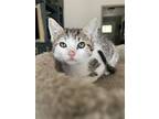 Jellybean, Domestic Shorthair For Adoption In Woodway, Texas