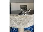 Firefly, Domestic Shorthair For Adoption In Woodway, Texas