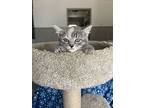 Fidget, Domestic Shorthair For Adoption In Woodway, Texas