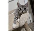 Bexley, Domestic Shorthair For Adoption In Lewistown, Pennsylvania