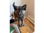 Cp, Domestic Shorthair For Adoption In Brunswick, Maine