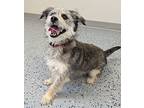 Oliver, Terrier (unknown Type, Medium) For Adoption In Yankton, South Dakota