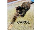 Carol, Domestic Shorthair For Adoption In Minneapolis, Minnesota
