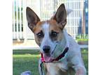 Gaston, Jack Russell Terrier For Adoption In Walnut Creek, California