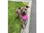 Bia, Terrier (unknown Type, Medium) For Adoption In Lynnwood, Washington