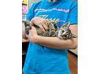 Rootbeer Float, Domestic Shorthair For Adoption In Uvalde, Texas