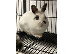 Willow, Netherland Dwarf For Adoption In Cleveland, Tennessee
