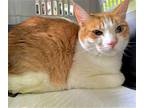 Perry, Domestic Shorthair For Adoption In Bloomingdale, New Jersey