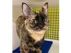 Gianna, Domestic Shorthair For Adoption In Bloomingdale, New Jersey