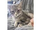 Charles, Domestic Shorthair For Adoption In Toronto, Ontario