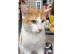 Henry, Domestic Shorthair For Adoption In Toronto, Ontario