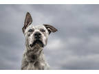Pogo 68940, American Pit Bull Terrier For Adoption In Hayden, Idaho