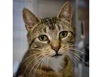 Pickles, Domestic Shorthair For Adoption In Sherwood, Oregon
