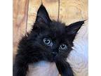Rochelle Domestic Shorthair Kitten Female