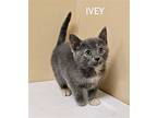 Ivey (24-347), Domestic Shorthair For Adoption In Seven Valleys, Pennsylvania