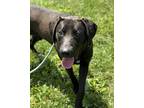 Ben, Labrador Retriever For Adoption In Lancaster, Ohio