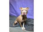 Mandy, Terrier (unknown Type, Medium) For Adoption In Lafayette, Louisiana