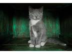 Anchovy, Domestic Shorthair For Adoption In San Antonio, Texas
