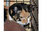 Shelley, Calico For Adoption In Smithers, British Columbia