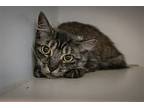 Floof & Poof: Barn Cats (fcid# 11/30/23-65,64), Domestic Mediumhair For Adoption