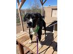 Skylar, Labrador Retriever For Adoption In Cottonwood, Arizona