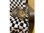 Winifred, Domestic Shorthair For Adoption In Maryville, Missouri