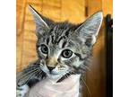 Rawlins Domestic Shorthair Kitten Male
