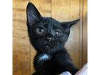 Raymond Domestic Shorthair Kitten Male