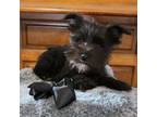 Schnauzer (Miniature) Puppy for sale in Mcintosh, MN, USA