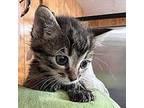 Oakley Domestic Shorthair Kitten Female