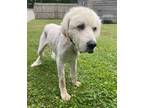 Yeti (HW+) Great Pyrenees Adult Male