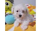 Maltipoo Puppy for sale in Gilroy, CA, USA