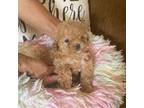 Maltipoo Puppy for sale in Gilroy, CA, USA