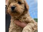 Mutt Puppy for sale in Hamden, NY, USA