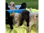 Goldendoodle Puppy for sale in Hamden, NY, USA
