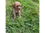 Mutt Puppy for sale in Hamden, NY, USA