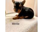 Yorkshire Terrier Puppy for sale in Bloomsburg, PA, USA
