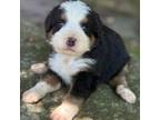 Mutt Puppy for sale in Porter, OK, USA