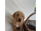 Labrador Retriever Puppy for sale in Higdon, AL, USA