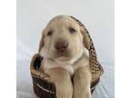 Labrador Retriever Puppy for sale in Higdon, AL, USA